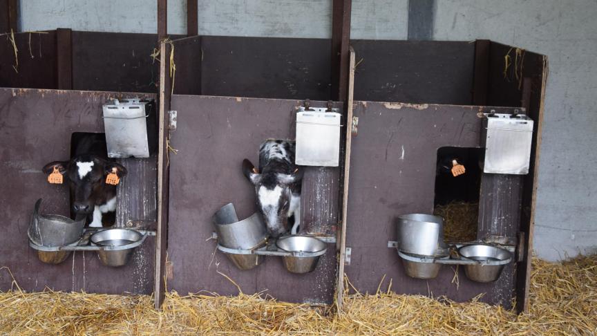 Drie vleesveebedrijven, drie melkveebedrijven en drie vleeskalverbedrijven dingen nog mee naar de award en proberen elk zoveel mogelijk stemmen te verzamelen.