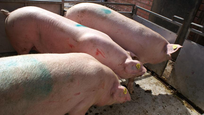 Relatief veel varkensvlees gaat naar het Verenigd Koninkrijk.