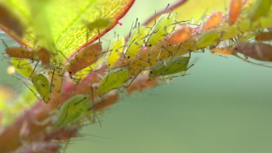 Er bestaan wintergerst- en wintertarwerassen met een resistentie tegen dwergvergelingsziekte.