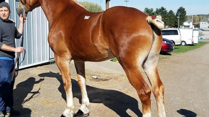 Deze driejarige Vlaams Paard merrie werd recent in Amerika verkocht voor 27.000 US dollar.