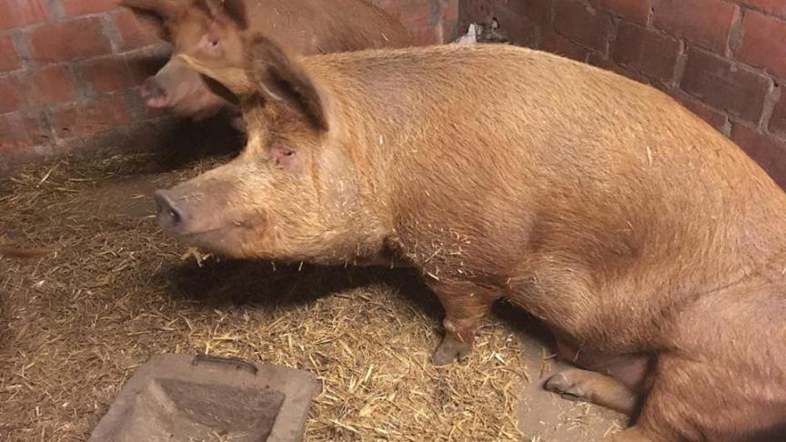 Naast de Piétrain en het Belgisch Landras, zullen voor het eerst ook enkele nieuwe varkensrassen in levende lijve getoond worden op de stand van VPF