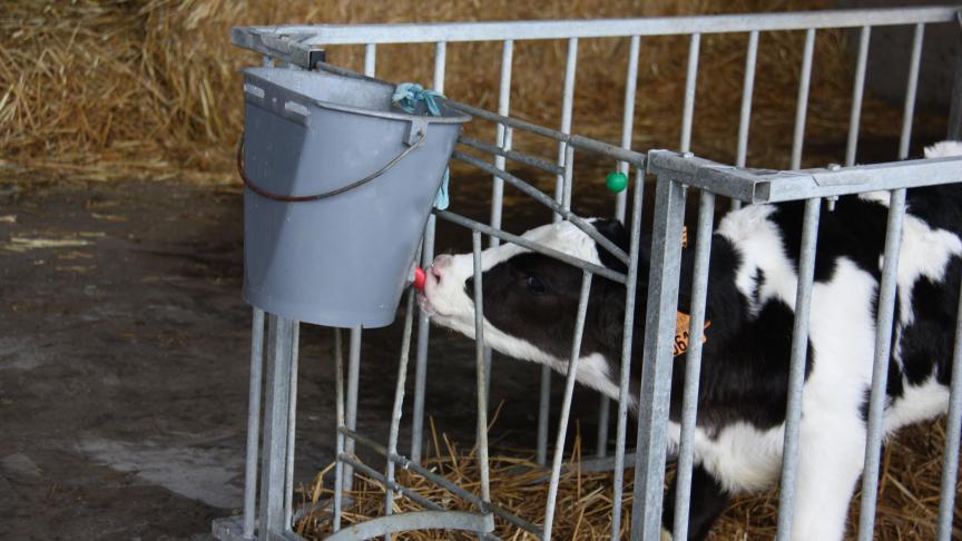 Bioveiligheid in veehouderij uit zich ook bijvoorbeeld in het apart en proper huisvesten van vaars- en stierkalveren.