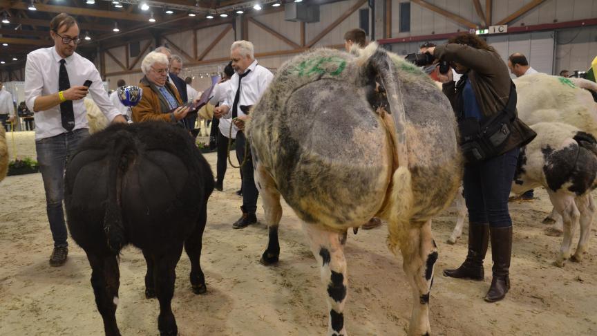 Iris van Daisel, gevolgd door 0675 van Daisel, kampioen bij de koeien met kalf. Eig.: Guy Perin en Lieven Goodeeris, Grandhan.