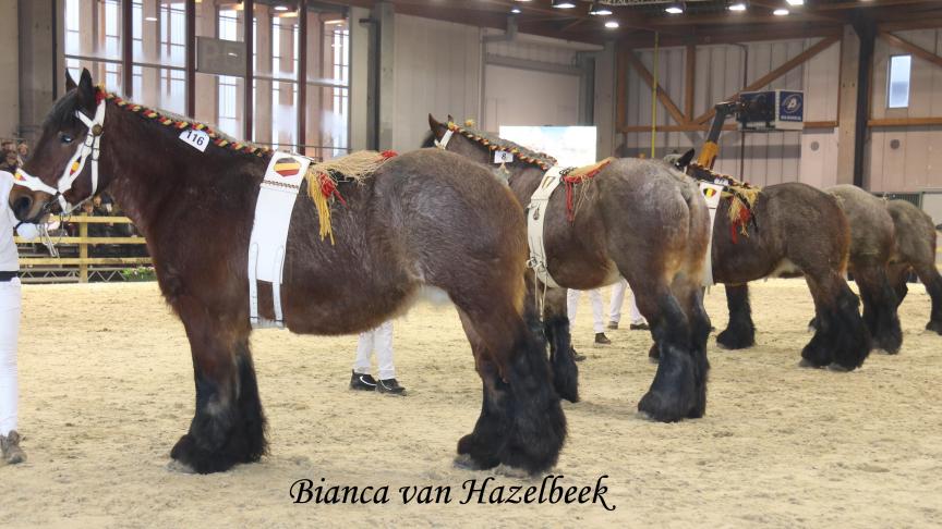 Kweekmerries Bianca van Hazelbeek, eig. Marniq, Elize en Virgini Van Buggenhout uit Aaigem, kampioene.