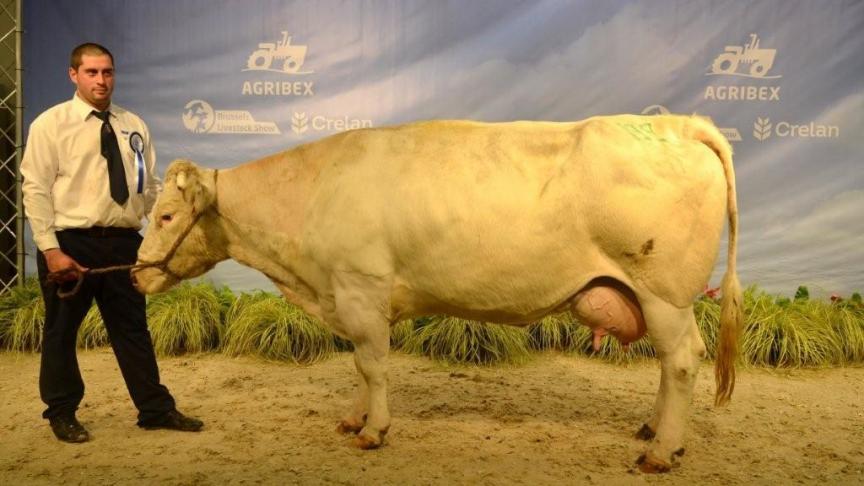Ophelie (Baigneur x Gallois), beste koe MH+ (melkkoe). Eig. Lesseigne B., Obaix