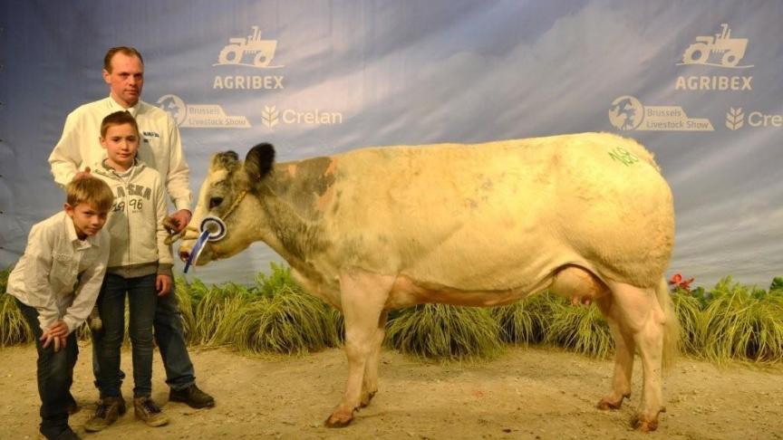 Hindoue de Terniaux  (Bambou x Indigene),  eerste prijs gekalfde mixte-vaarzen.  Eig. Vandromme & Baudson, Vergnies