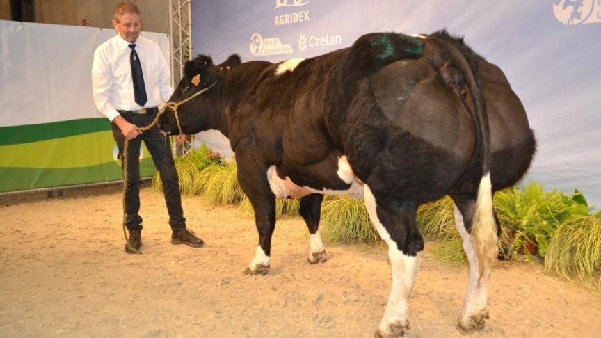 Karaat van Terbeck (Fiacre x Imperial), eerste prijs gekalfde vaarzen geboren tussen 1 januari 2015 en 6 april 2015. Eig. Roggen-Schotsmans & Vranckx P., Kersbeek-Miskom