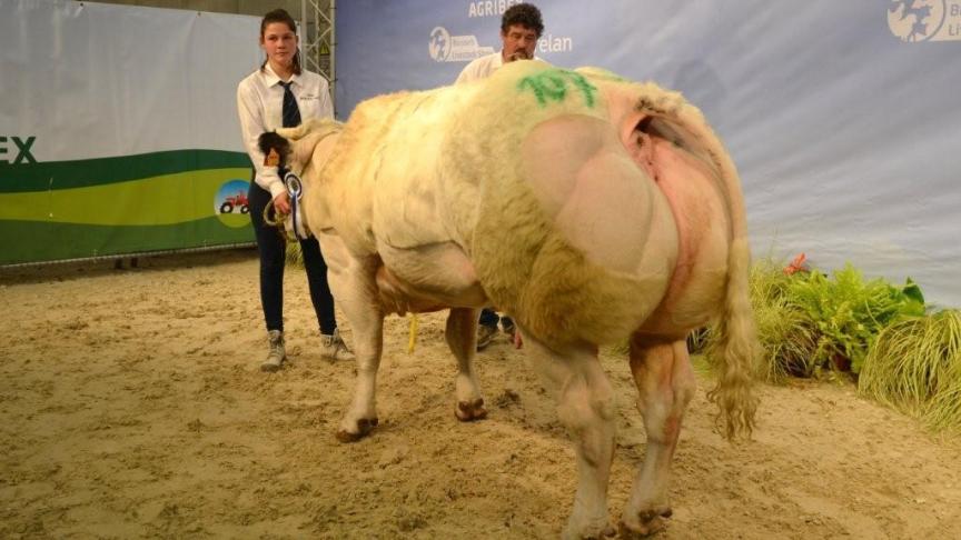Gelatine de la Chevalerie ( Benhur x Imperial), eerste prijs gekalfde vaarzen geboren tussen 1 september 2014 en 31 december 2014. Eig. Piret Cl. & Y., Drehance