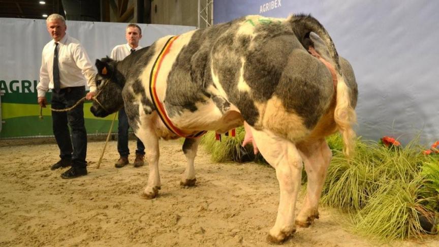 Lionne du Coin (Imperial x Occupant), kampioen koe. Eig. Mailleux F. & Dony J-M, Braibant