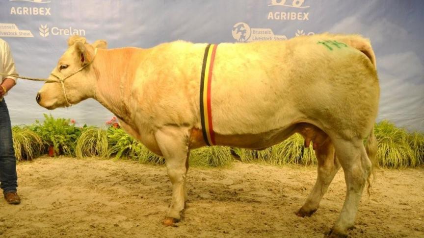 Hawaienne du Bois d'Hernoy (Diamont x Baron), kampioen mixte vaars MH MH. Eig. Servais JP, Froidchapelle
