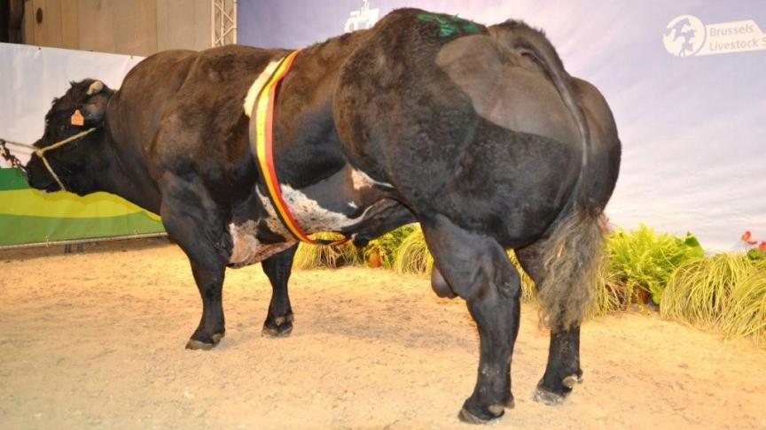 Demon de Way (Imperial x Gitan), kampioen stier 3207. Eig. Romedenne - Cassart, Thynes