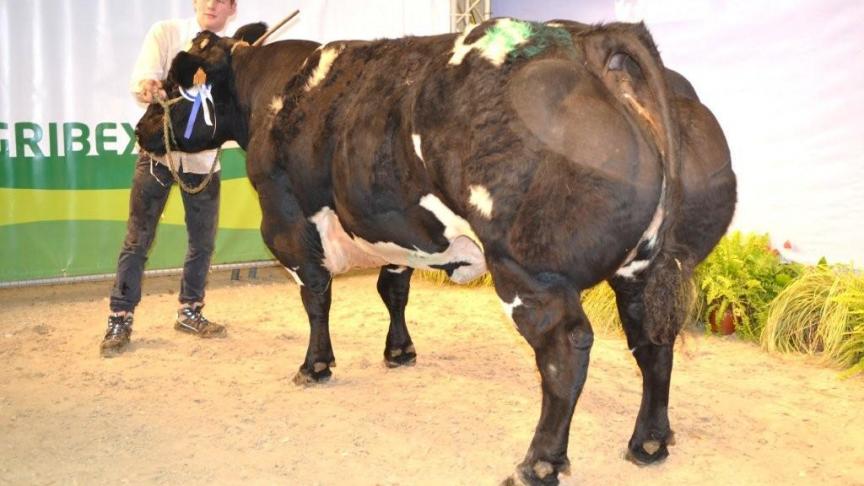 Raisonnée du Donjon (Attribut x Coucou), eerste prijs koeien geboren tussen 1 januari 2013 en 30 september 2013. Eig. Perin J-M., Grandhan