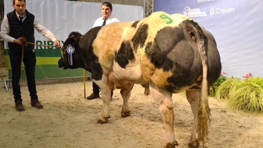 Ourson de la Haie Madame (Halifax x Fetiche), eerste prijs stieren geboren tussen 1 november 2015 en 30 maart 2016. Eig. Lambert, Detal & Gourmet, Leignon
