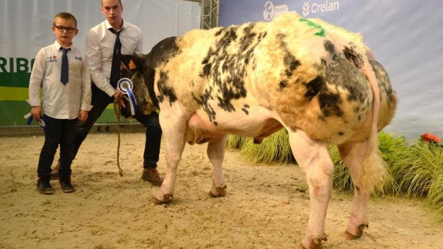 Magnum de la Ferme des Crois (Zougar x Imperial), eerste prijs stieren geboren tussen 31 maart 2016 en 6 sept 2016. Eig. Vanderbecq G., Thieu