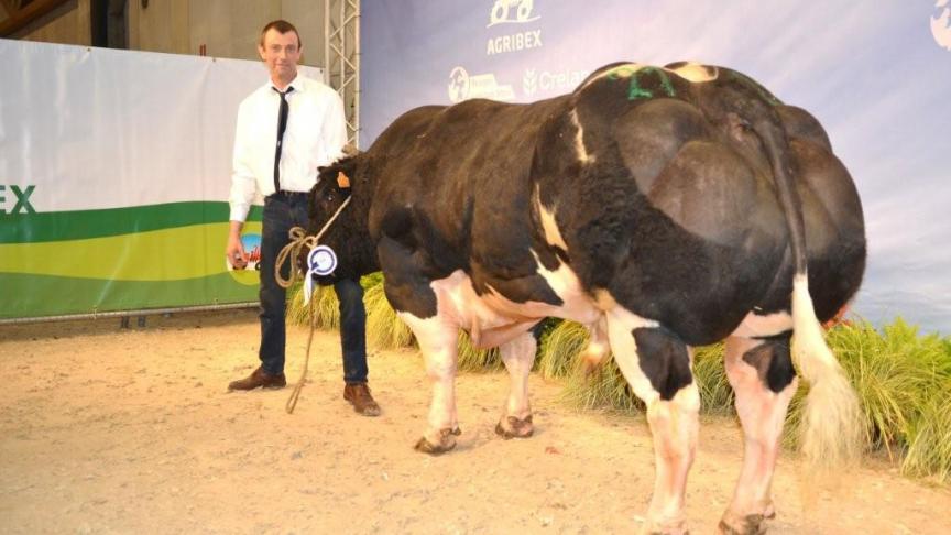 Peureux du Coin (Sheriff xHeritage), eerste prijs stieren geboren tussen 5 oktober 2014 en 31 maart 2015. Eig. Duchemin Chr. & G., Buzet