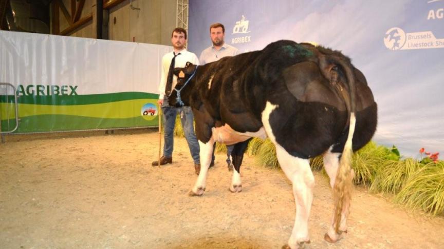 Kijk eens hier van de kerkenhofstede (Bonheur x Ferrero), eerste prijs vaarzen geboren tussen 1 juni 2015 en 9 december 2015. Eig. Gillis P., Watervliet