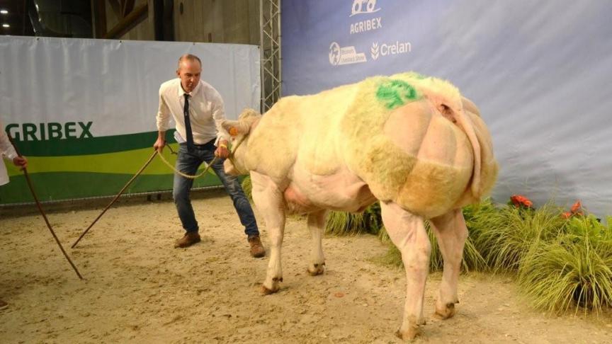 Vodka de Tohogne ( Warrior x Ironique), eerste prijs vaarzen geboren tussen 20 maart 2016 en 25 mei 2016. Eig. Gaillard G., Tohogne