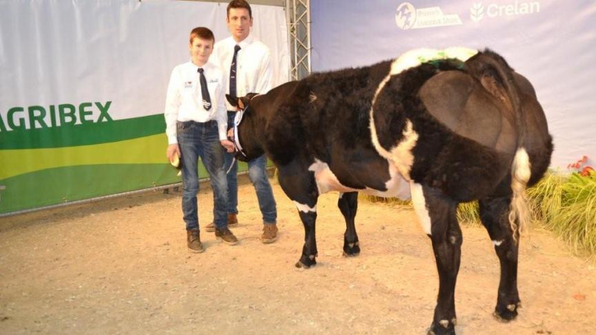 Gauloise du Cortil Gayot (Diamant x Attribut), eerste prijs vaarzen geboren tussen 26 mei 2016 en 9 juli 16.  Eig. Melotte Ph., Lathuy