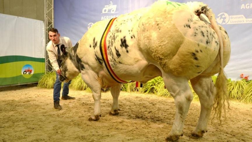 Beautee van den Hondelee (Grommit x Panache), kampioen vaars. Eig. Van Bellegem D., D. & Charles, Spy