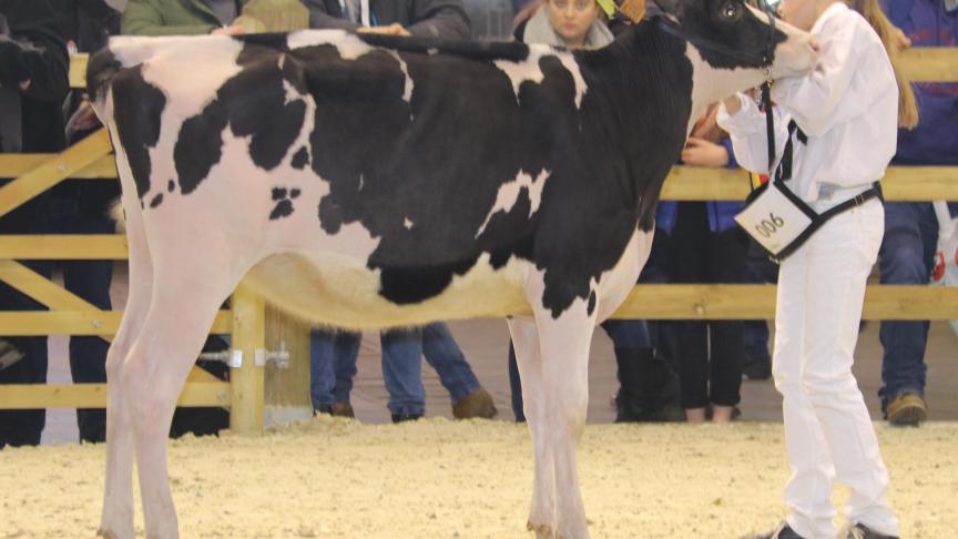 Kemdale Missy, reekswinnaar bij de ongekalfde vaarzen.  Eig.: Hilke  Geerardyn, Kemmel.