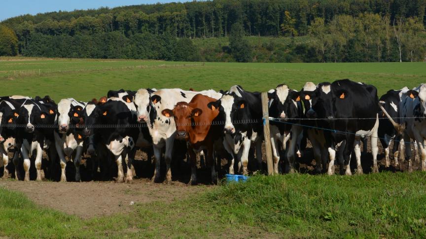 De rundveehouderij stoot relatief veel broeikasgassen uit.