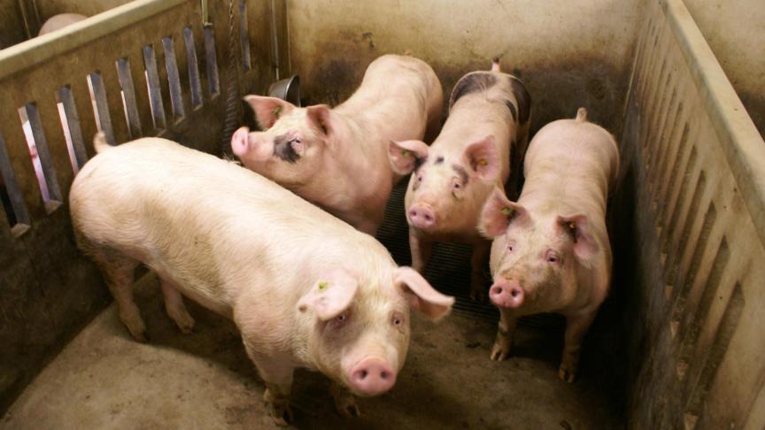 Rusland moet van de WTO haar grens voor EU-varkens en varkensvlees weer openen.