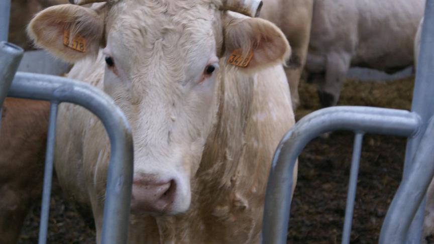 In geval van invoer van herkauwers afkomstig van Frankrijk is de belangrijkste voorwaarde dat die dieren gevaccineerd zijn tegen de serotypes 4 en 8.