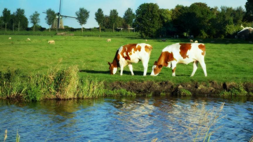KoeNederland