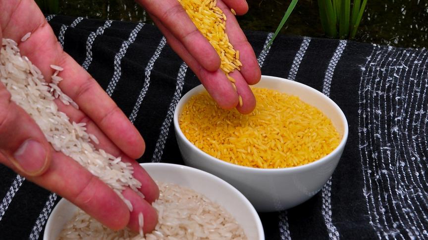 Genetische modificatie is niet onomstreden. Op de foto (rechts) Golden Rice, rijst die zo is aangepast dat ze meer vitamine A bevat.