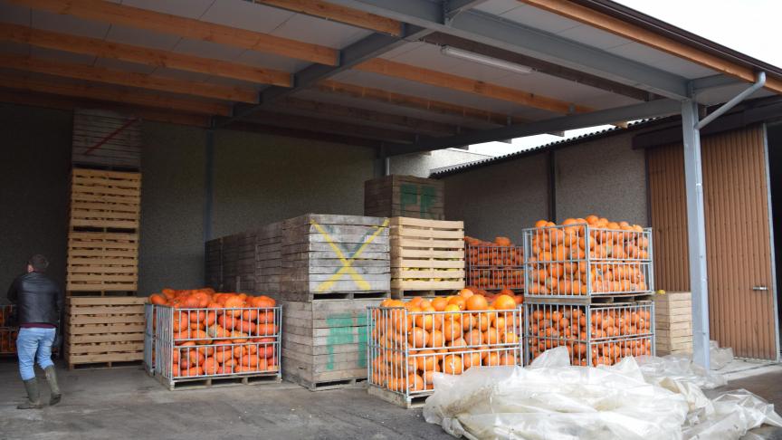 In het bedrijf worden de pompoenen in kisten bewaard met genoeg ruimte tussen de spijlen, in een open loods met geïsoleerd dak.