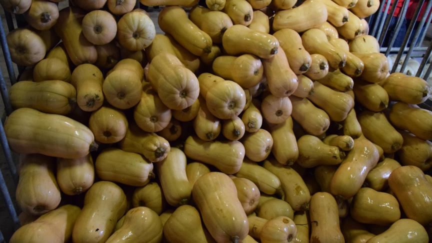 Butternut