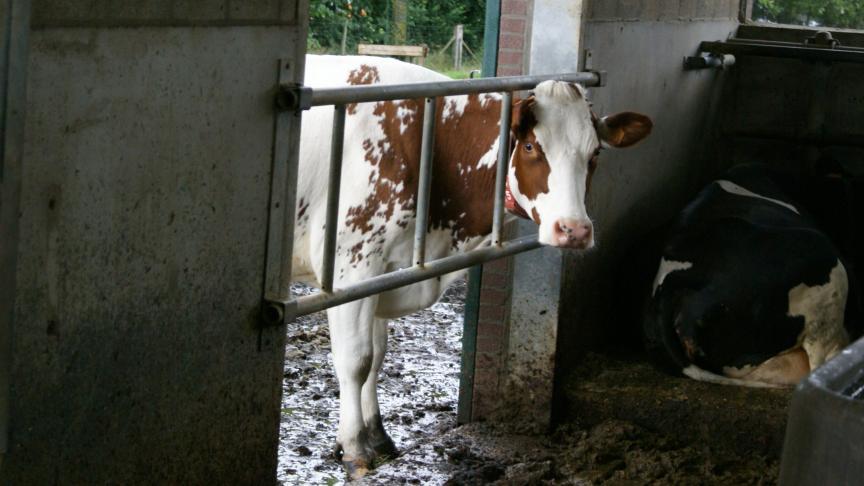 Aangekochte dieren kunnen infecties op het bedrijf binnenbrengen, ook als ze niet zichtbaar ziek zijn.