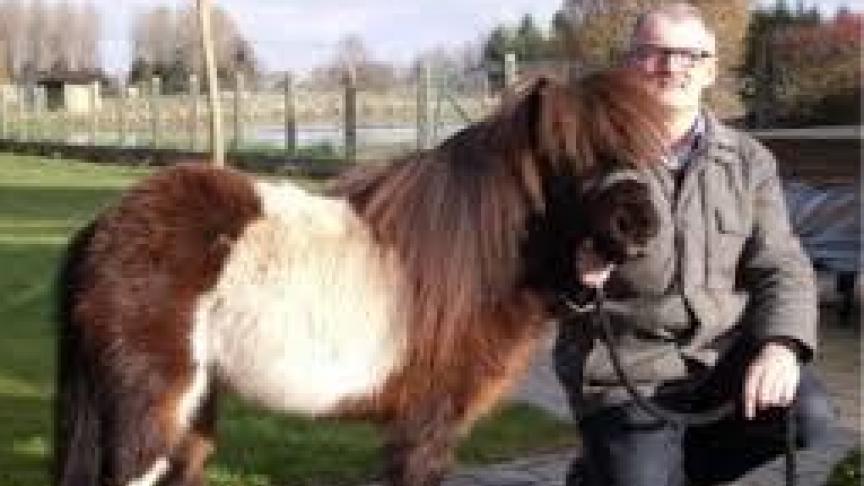 Gilbert Pira uit Kampenhout met een van zijn pony’s: “Fokken op kleur en bont is onze betrachting.”