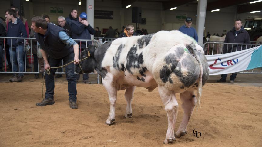 Machine van Terbeck (Vidal X Heroique), eerste prijs bij stieren van 10 tot 18 maanden. Eig.: Roggen-Schotsmans Lv, Kersbeek-Miskom.
