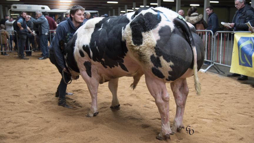 Loran Van Ter Bos (Ultimo X Adajio), eerste prijs bij stieren van 10 tot 18 maanden. Eig.: Geert Demasure, Avelgem.
