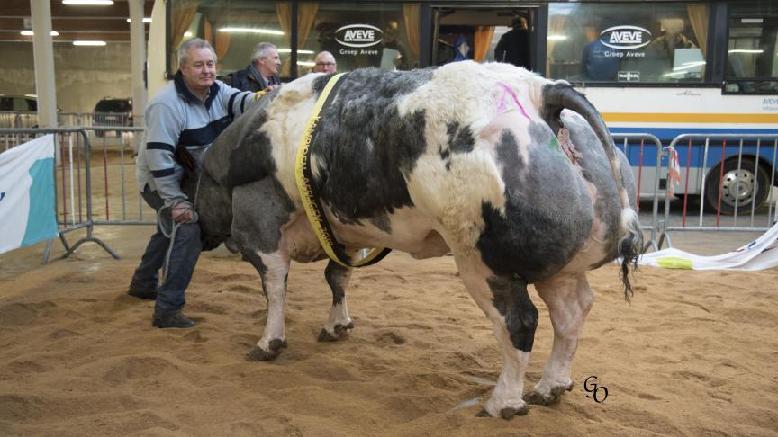 Gini van Terbeck (Adajio X Paysan), kampioen bij de koeien. Eig.: Benny Neven, Wellen.