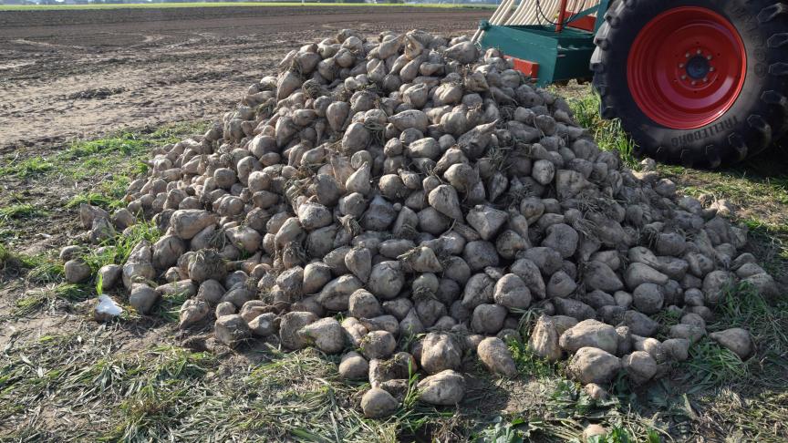 De opbrengst suikerbieten steeg met 350 kg/ha per jaar.