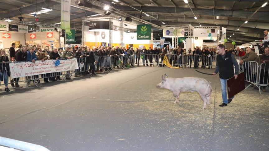 Er was grote publieke belangstelling voor het varkensgebeuren op de Agridagen.