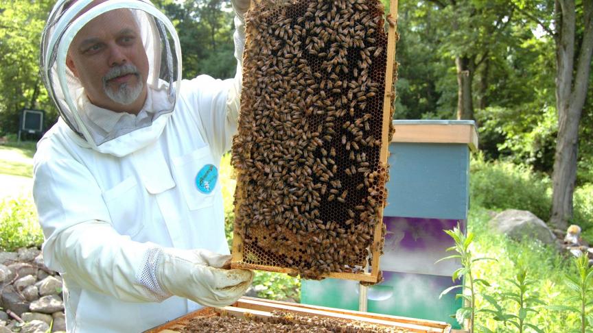Volgens de industrie ligt de bijensterfte aan andere factoren dan pesticiden. Imkers bijvoorbeeld zouden niet altijd professioneel te werk gaan.