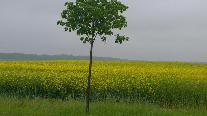 Voor de koolzaadteelt levert het verbod op ‘neonics’ extra kosten op, maar de teelt is sinds het verbod toch gegroeid.