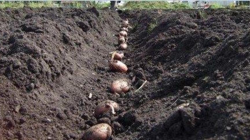 Vroege aardappelen mogen iets dichter gepoot worden dan late rassen.