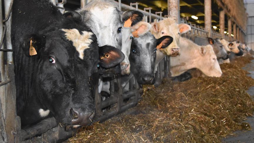 Na 2 of 3 kalvingen, worden de koeien enkele maanden afgemest met voeders van de eigen boerderij en vermarkt via een lokale slager.