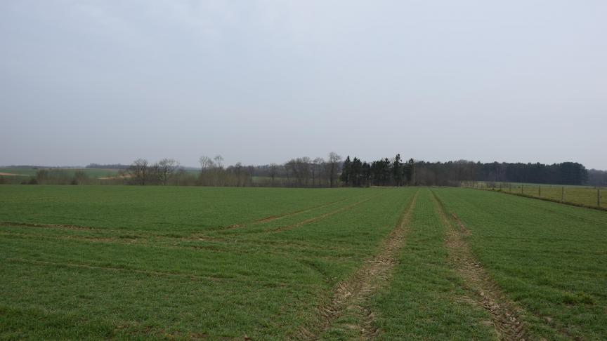 De voorbije weken werden de graanvelden groener, maar groei was er amper.