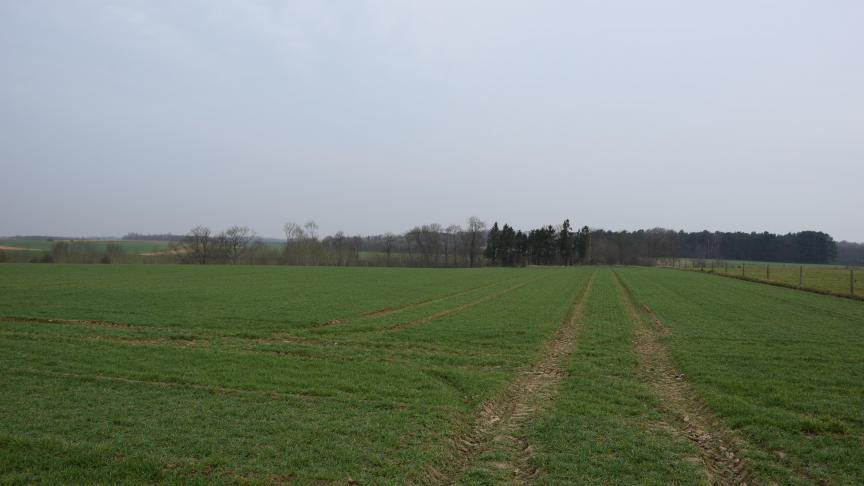 De voorbije weken werden de  graanvelden groener, maar groei was er amper.