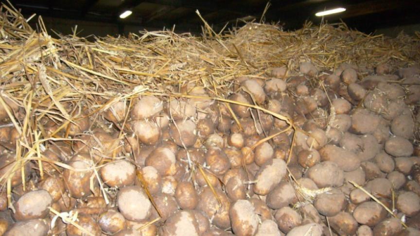 Als de loods in het algemeen slecht is geïsoleerd en de aardappelen nat zijn, kan het een oplossing zijn om stro op de aardappelen te leggen.  Die kan worden afgevoerd.
