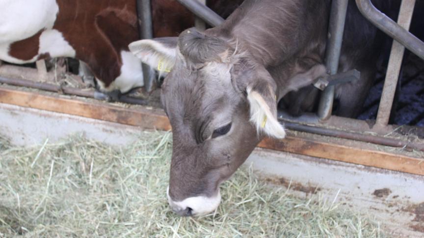 Bedrijf in Duitsland: zoektocht naar een niche-product : Hooi-melk. De koeien worden enkel gevoederd met hooi.