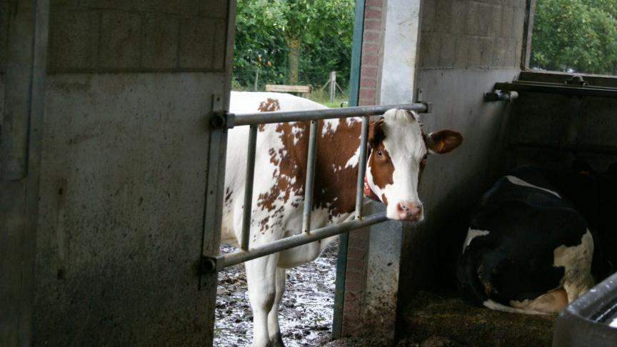 Vandaag heeft al 80% van de rundveehouders in België een IBR-vrij statuut (I3 of I4).