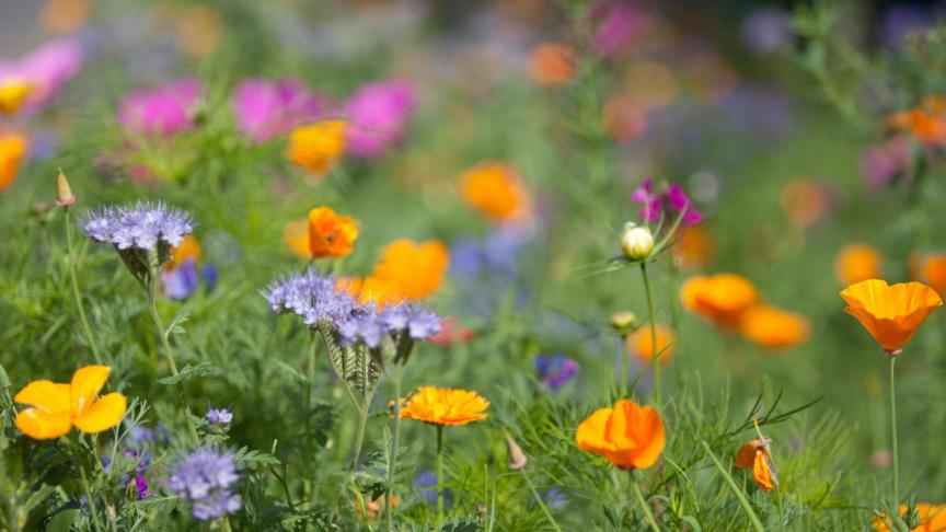 Een landbouwer kan kiezen voor bijenvriendelijke bloemenmengsels.