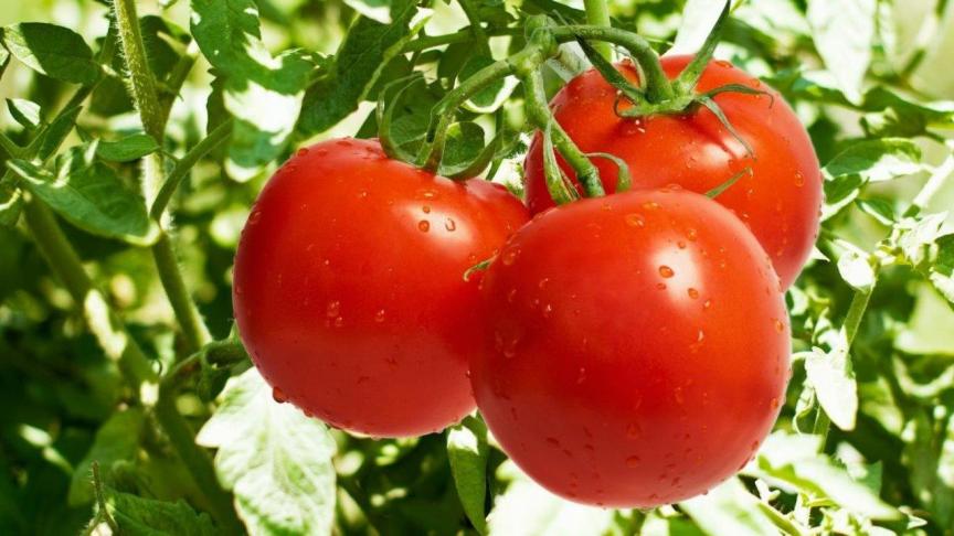 Kwaliteitsvol plantgoed, een droge hete zomer en groene vingers zijn de ingrediënten voor een geslaagde tomatenoogst.
