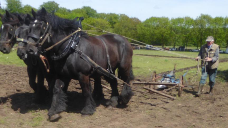 Jos Schellens uit Grobbendonk met drie zwarte paarden.